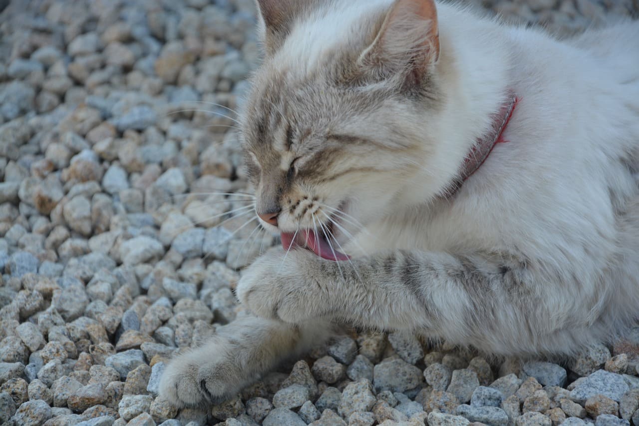 猫と砂利